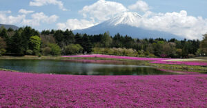 Flower Festivals In Japan To Look Forward To In 2024