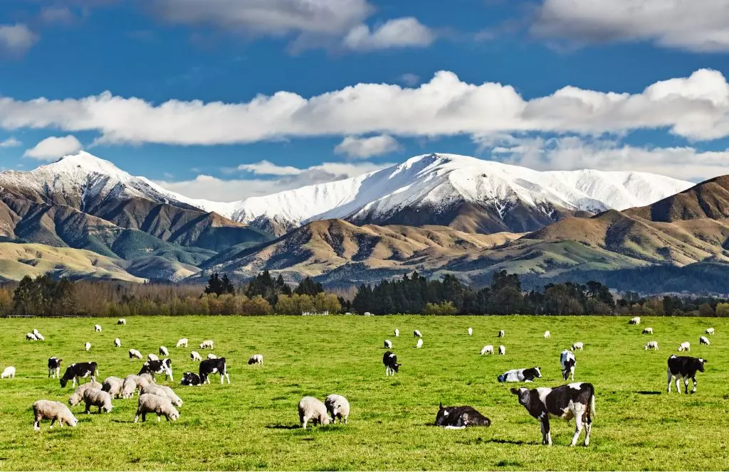 Best Time to Visit New Zealand: January & February – Peak Summer