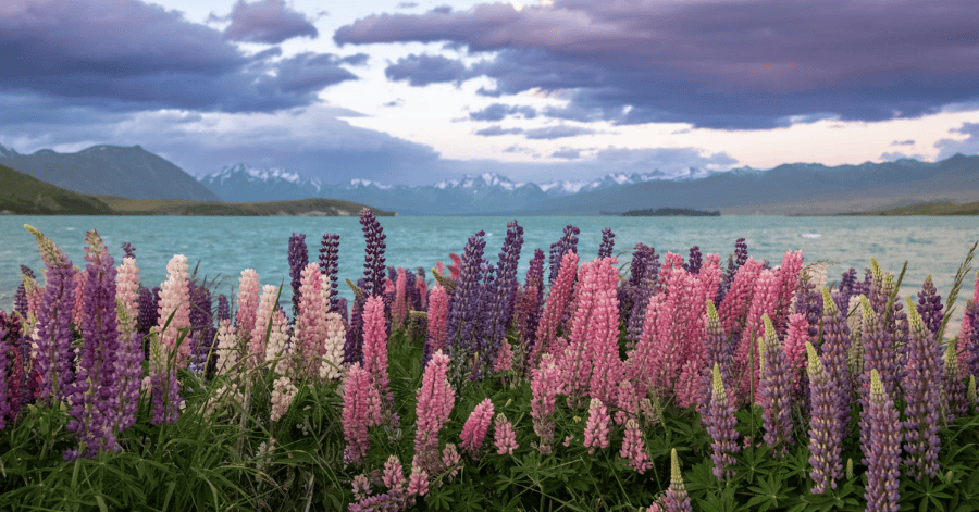 New Zealand South Island Itinerary: Lake Tekapo