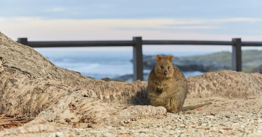 8-Day Perth Itinerary: Things To Do In Perth