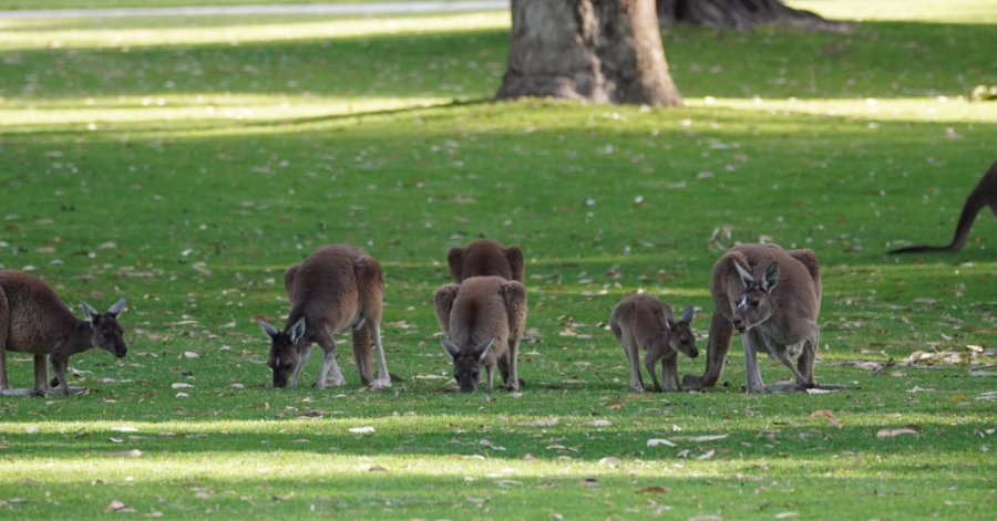 8-Day Perth Itinerary: Things To Do In Perth