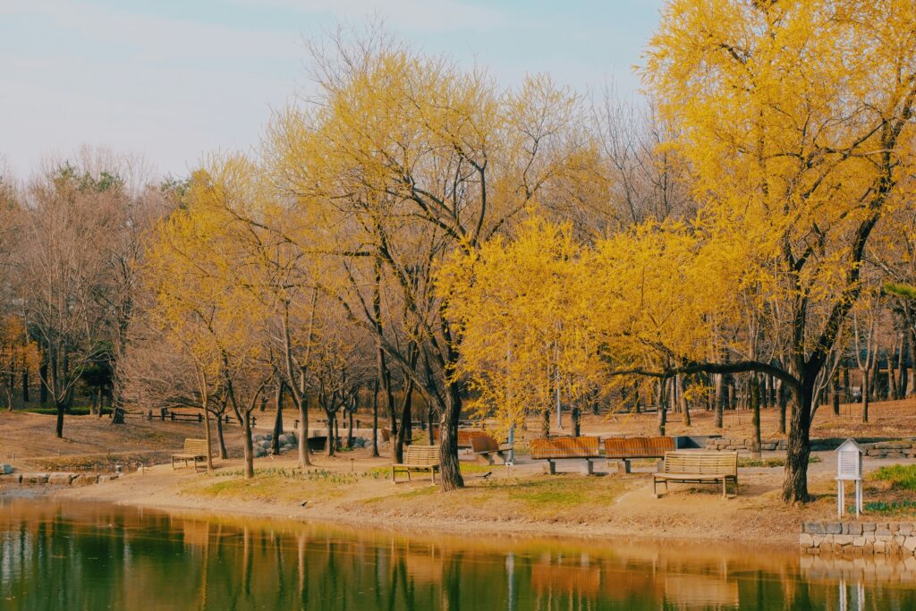 What To Do in Seoul For Free 2024 seoul forest