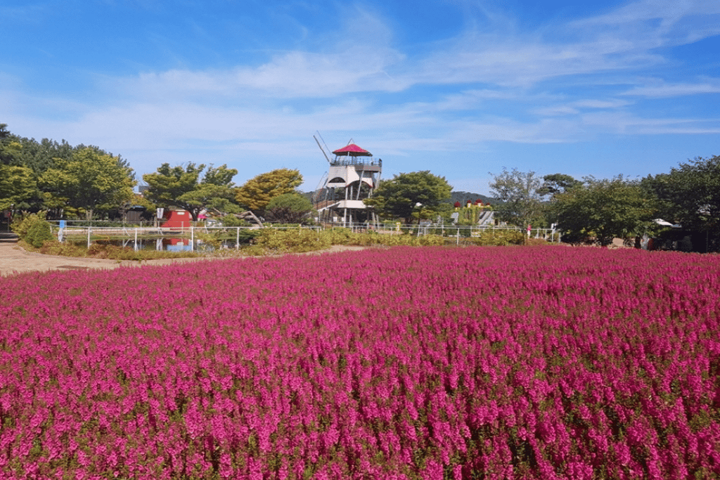 Fields of chrysanthemums and autumn flowers at the Taean Autumn Flower Expo