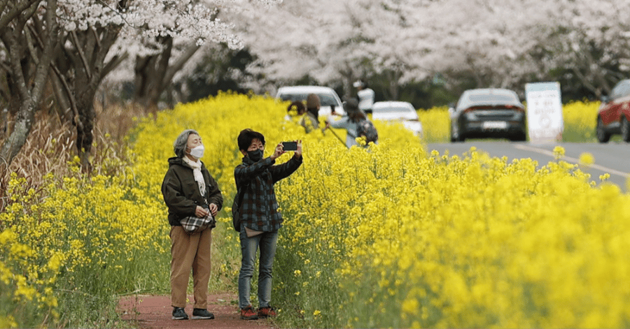 Cherry blossoms in full bloom along a Seoul street in early April