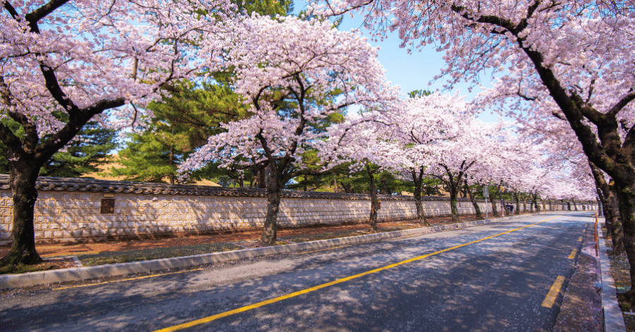 Beautiful cherry blossoms in the spring of South Korea at Gyeongju South Korea city South Korea,Cherry blossom and ancient city