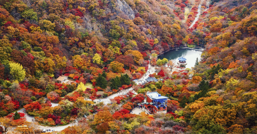 Red and gold autumn foliage covering a Korean mountain trail in November