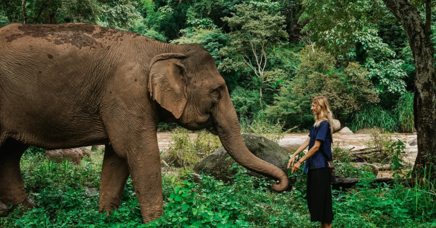 21 Things To Do In Chiang Mai: What To Do, See, Eat 2024