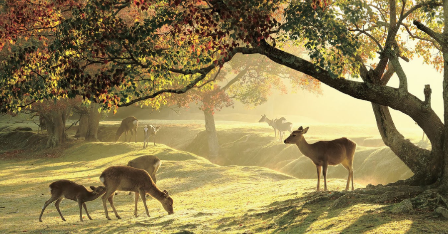 Best Places to View Autumn in Japan: Nara