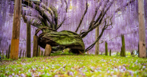 Best Things To Do In Fukuoka, Japan (Hidden Gems Included) 2024