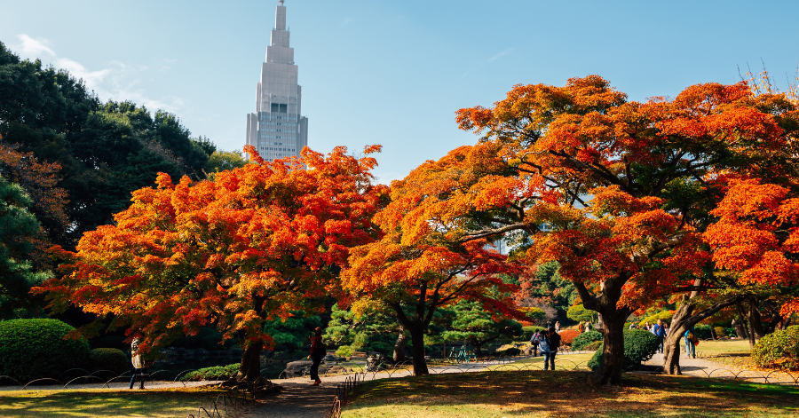 Autumn in Japan: 2024 Fall Foliage Forecast