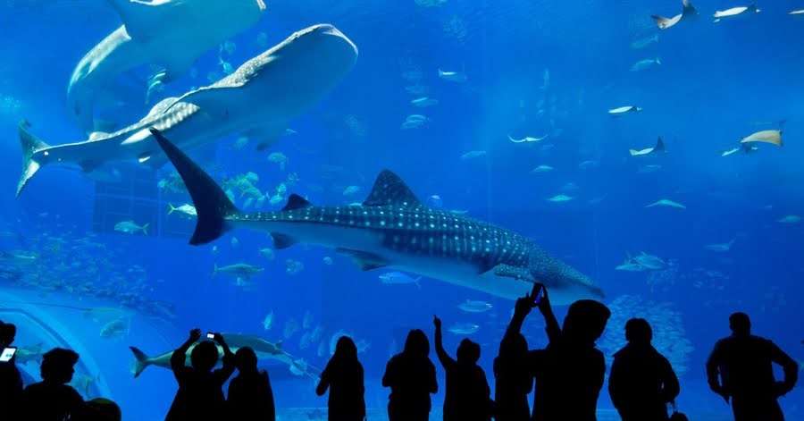 15 Things To Do In Langkawi 2024 (With Prices)