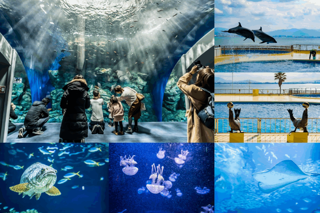 Things To Do In Fukuoka, Japan -Marine World Uminonakamichi