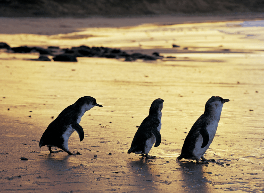 Things to Do in Melbourne: St. Kilda Pier Penguin Colony