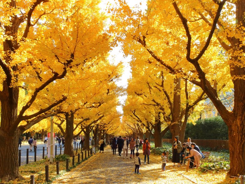 Best Places to View Autumn in Japan: Tokyo
