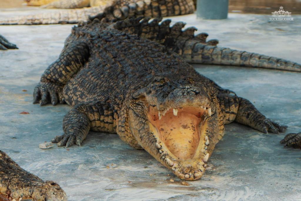 Large saltwater crocodile resting with its jaws open on a concrete enclosure floor