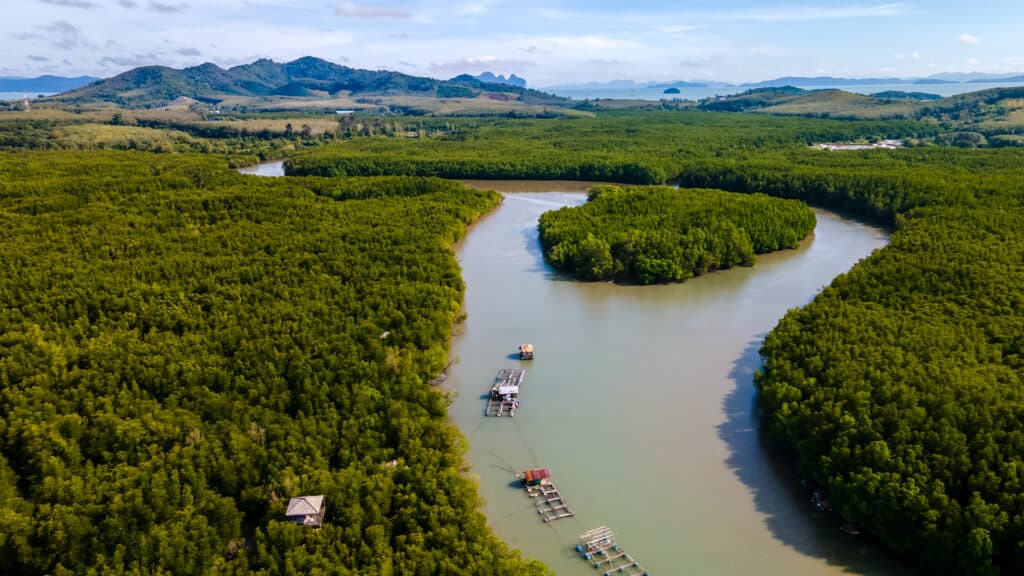Aerial view of winding mangrove channels and floating fish farms at Baan Bang Rong