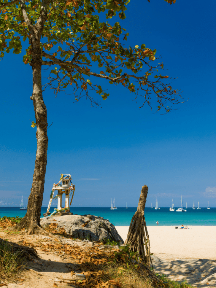 White sand and moored yachts at Nai Harn Beach, framed by a leaning tree and a small shrine