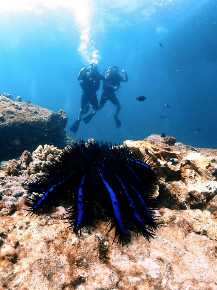 Two scuba divers above a coral reef with a crown-of-thorns starfish in the foreground