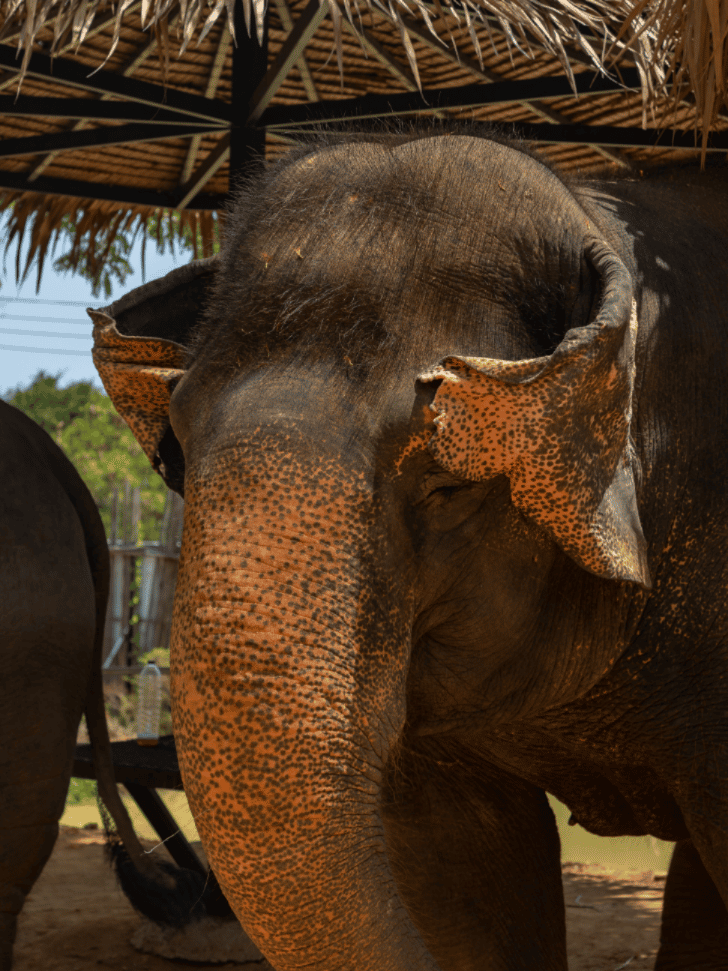 Close-up of an Asian elephant's head under a thatched shelter at a Phuket sanctuary