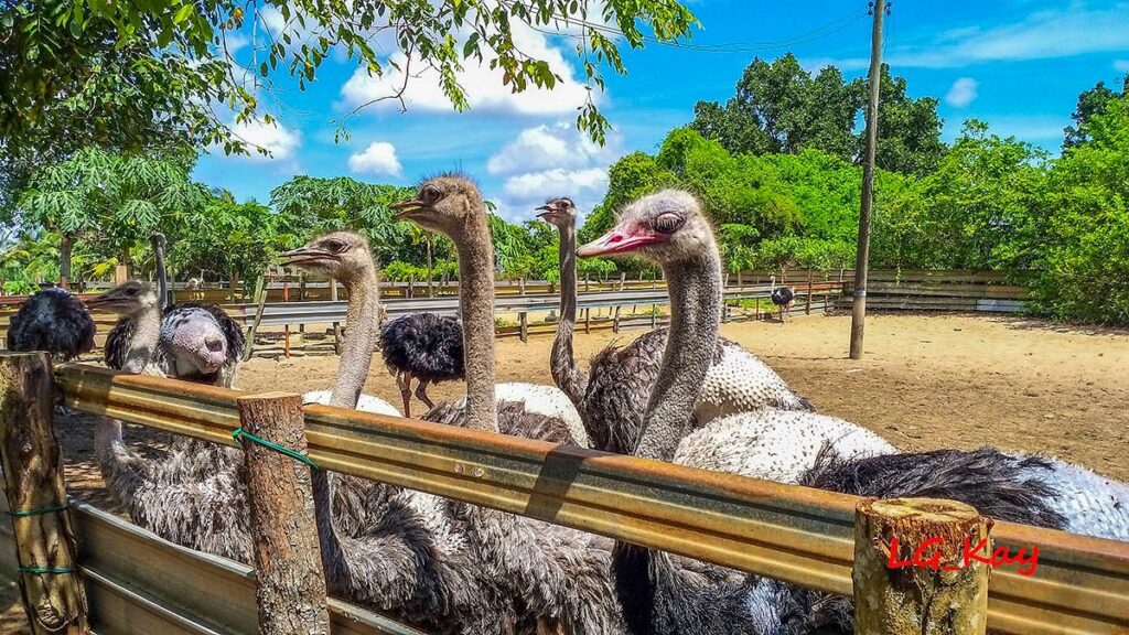 A group of ostriches gathered behind a fence in a sandy paddock under blue sky