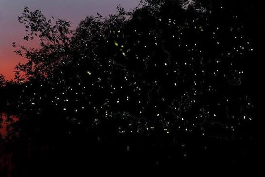 Fireflies glowing along the mangroves during a Sungai Lebam cruise in Desaru