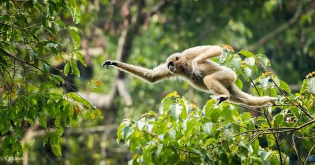 White-handed gibbon swinging mid-air between branches in dense rainforest canopy