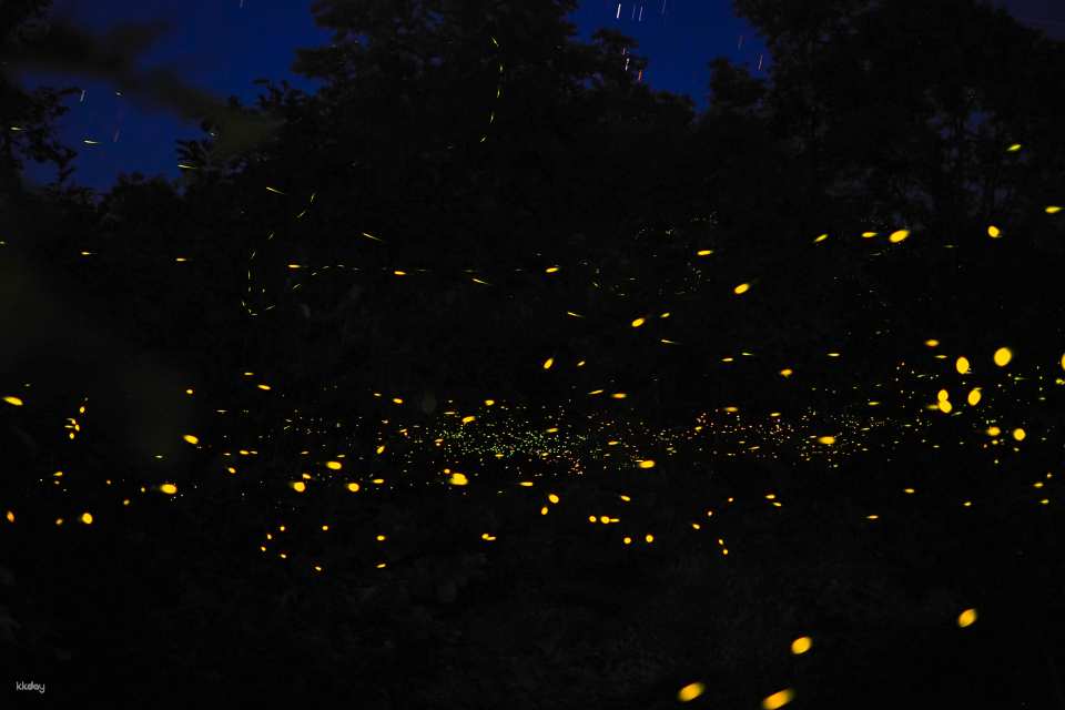 Trails of yellow firefly light against dark riverside trees at night