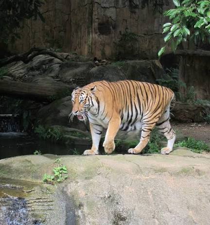 A Malayan tiger walking across a rocky enclosure at Zoo Melaka