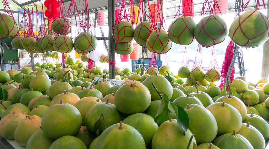 Green pomelos piled high and hung in red nets at a roadside farm stall near Ipoh