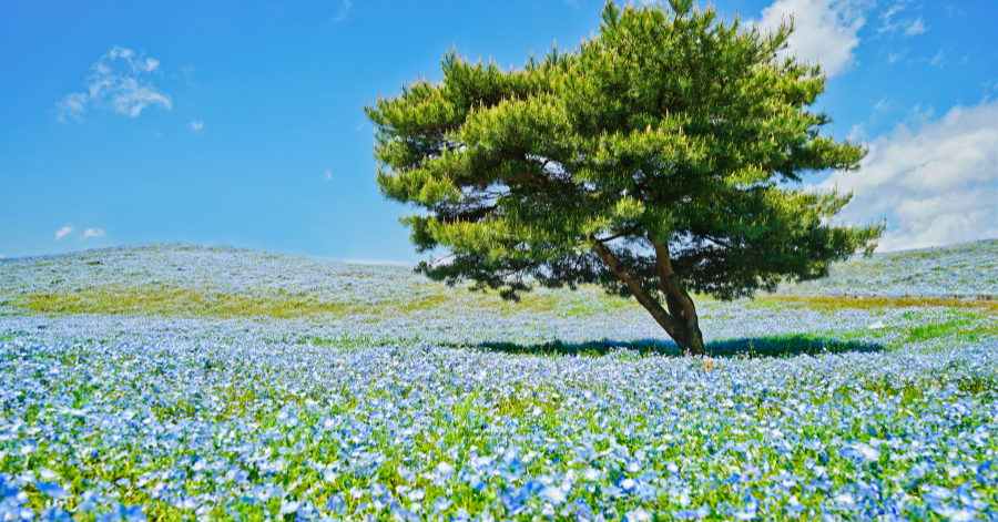 10 Best Day Trips From Tokyo (2025 Guide)