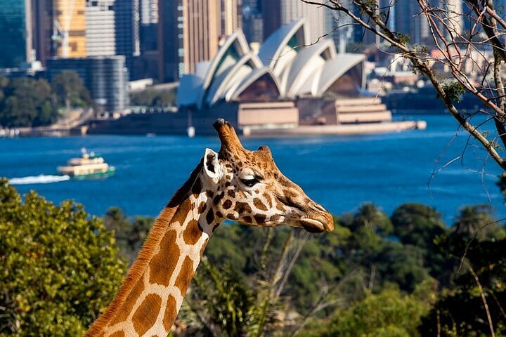 15 Best Things To Do In Sydney (2025 Insider Guide)