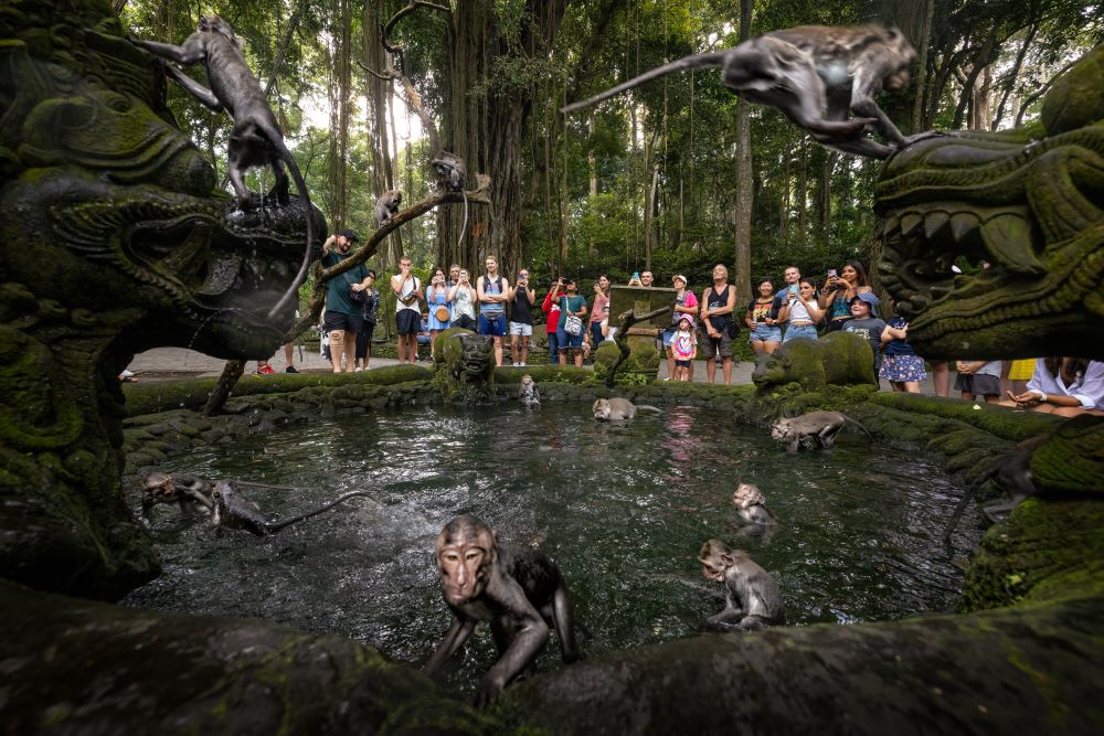 Long-tailed macaques around a mossy pond and statues at the Ubud Monkey Forest
