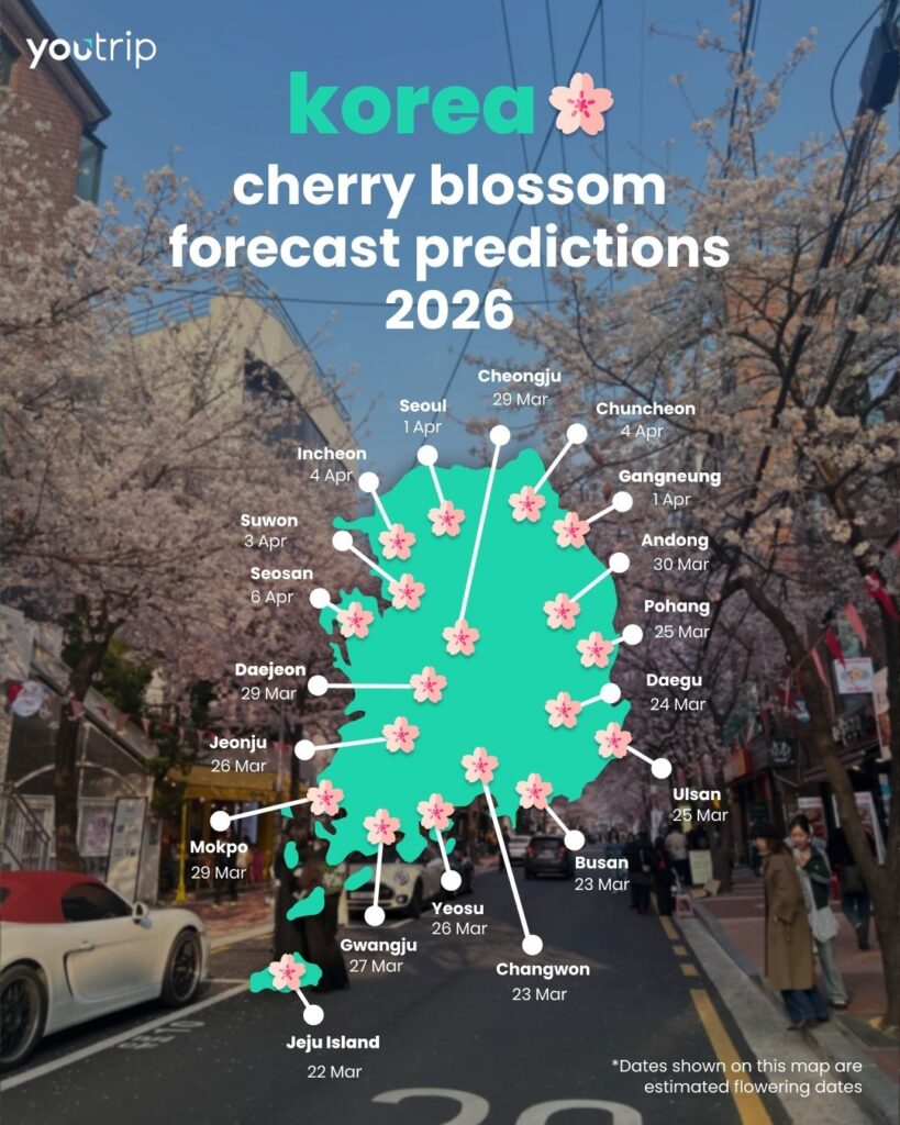 2026 Cherry Blossom Korea Guide: Forecasts, Festivals & Best Spots