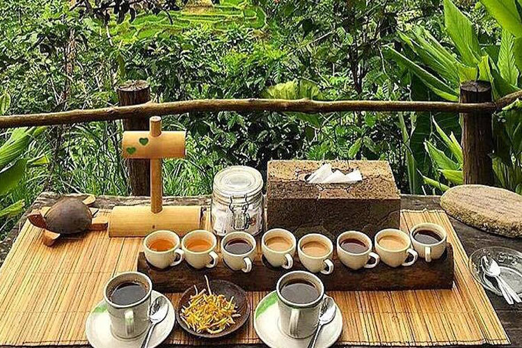 A flight of Balinese coffees and teas on a wooden table by the jungle