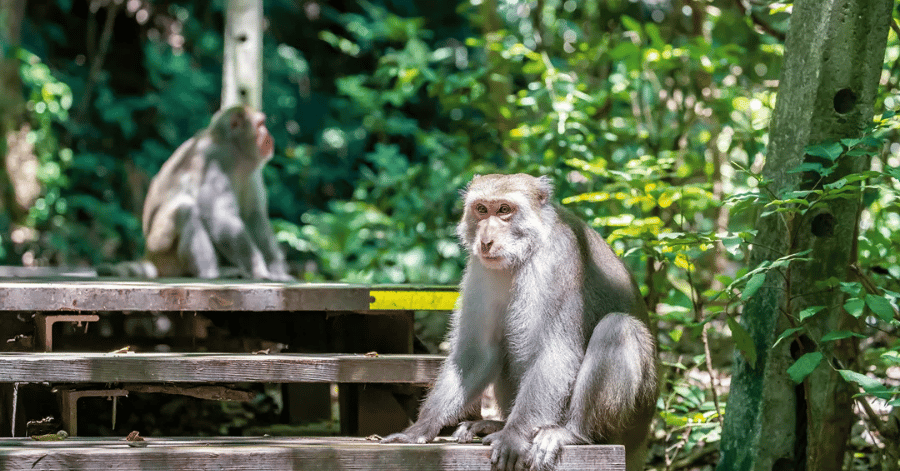 things to do in kaohsiung: shoushan monkey mountain