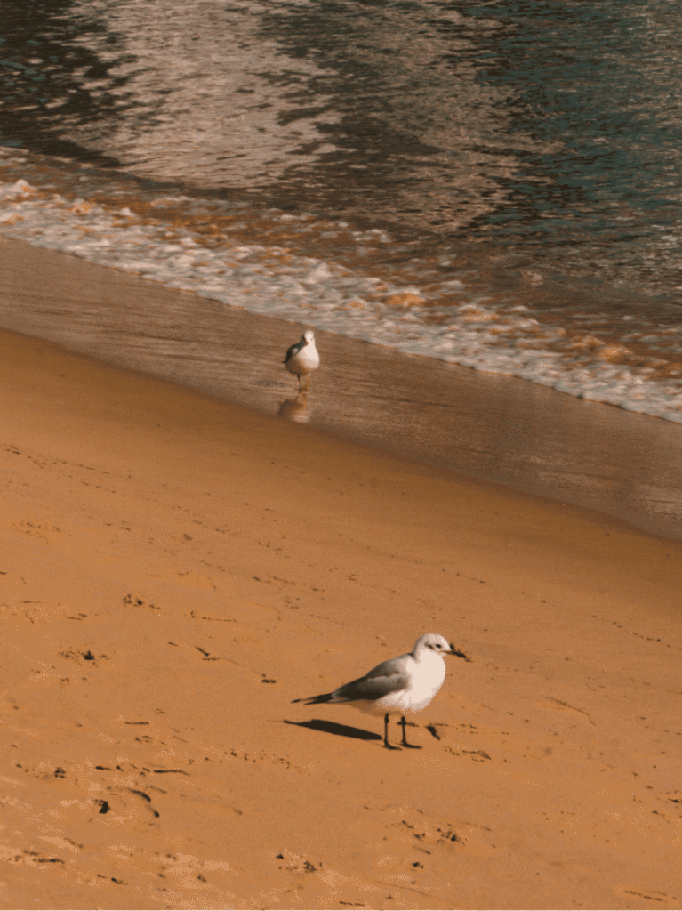 Two seagulls on the wet sand at the edge of a Busan beach