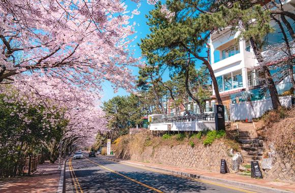 2025 Cherry Blossom Korea Guide: Forecasts, Festivals & Best Spots