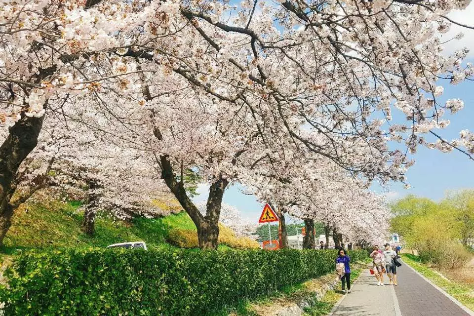 2025 Cherry Blossom Korea Guide: Forecasts, Festivals & Best Spots