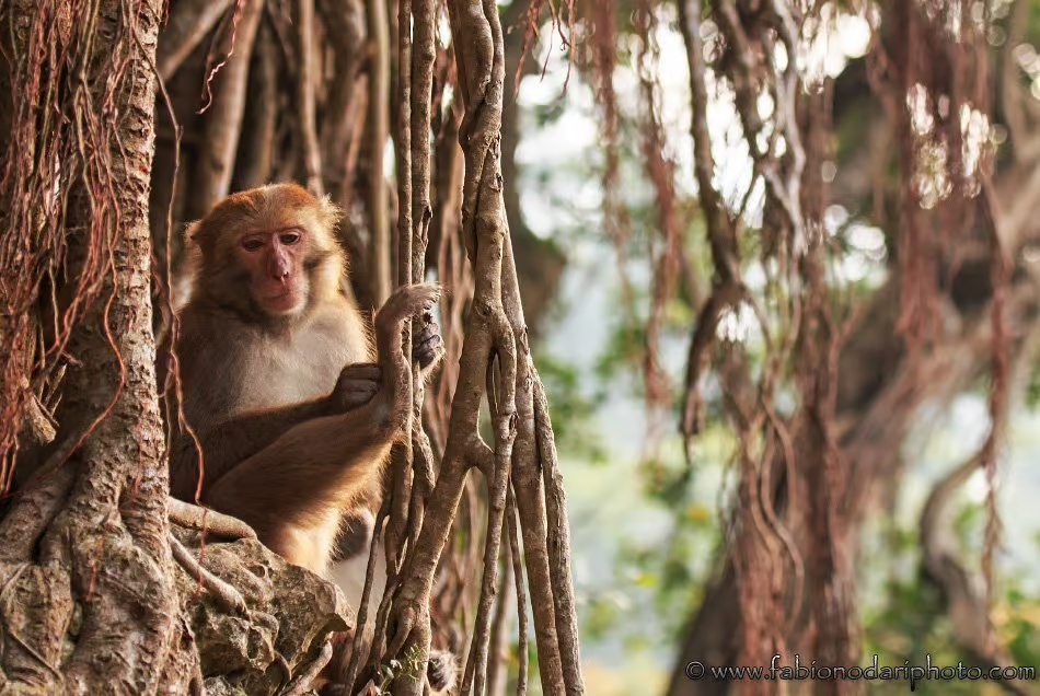 15 Best Things To Do In Kaohsiung, Taiwan (2025) - shoushan (monkey mountain)