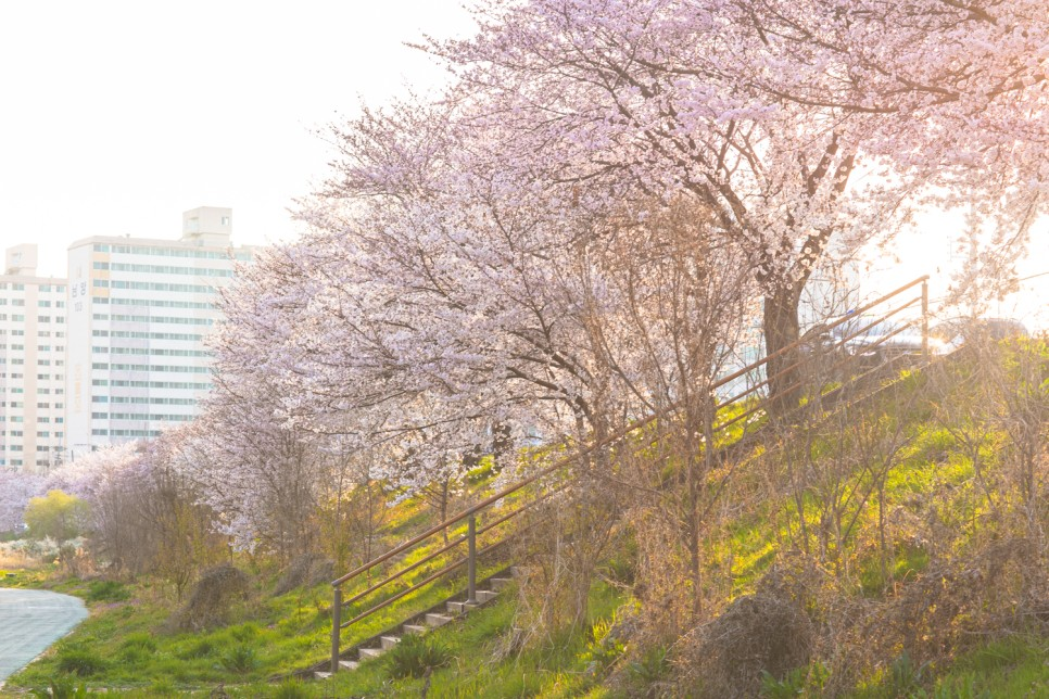 2025 Cherry Blossom Korea Guide: Forecasts, Festivals & Best Spots