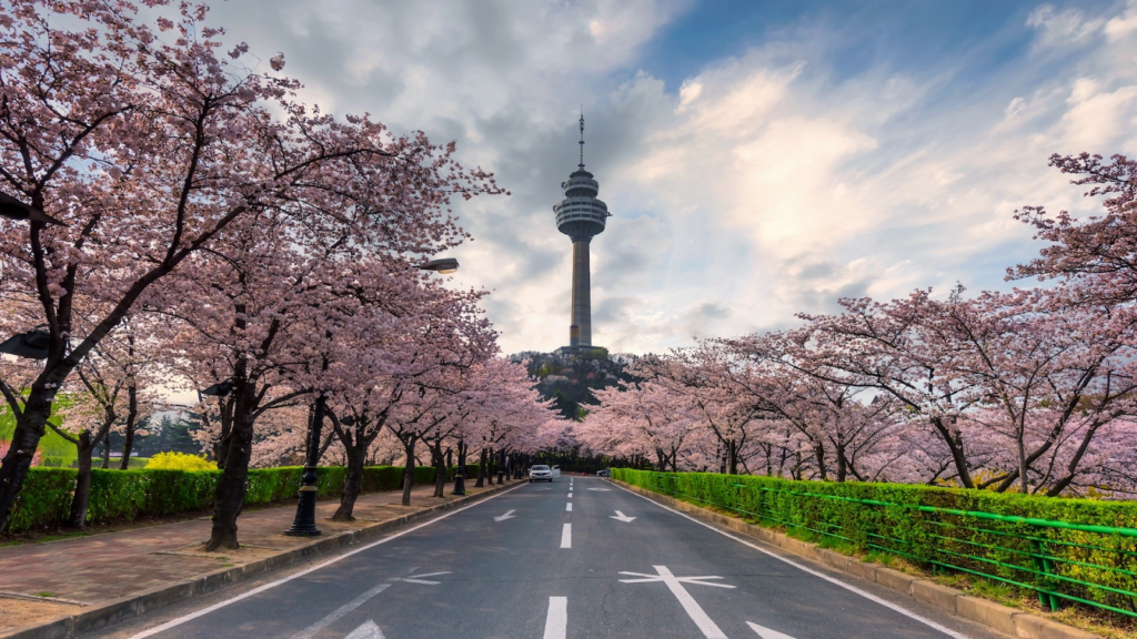 2025 Cherry Blossom Korea Guide: Forecasts, Festivals & Best Spots