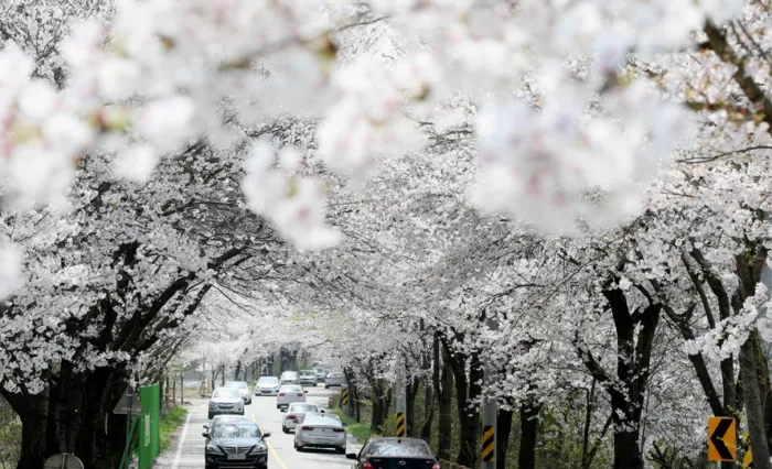 2025 Cherry Blossom Korea Guide: Forecasts, Festivals & Best Spots
