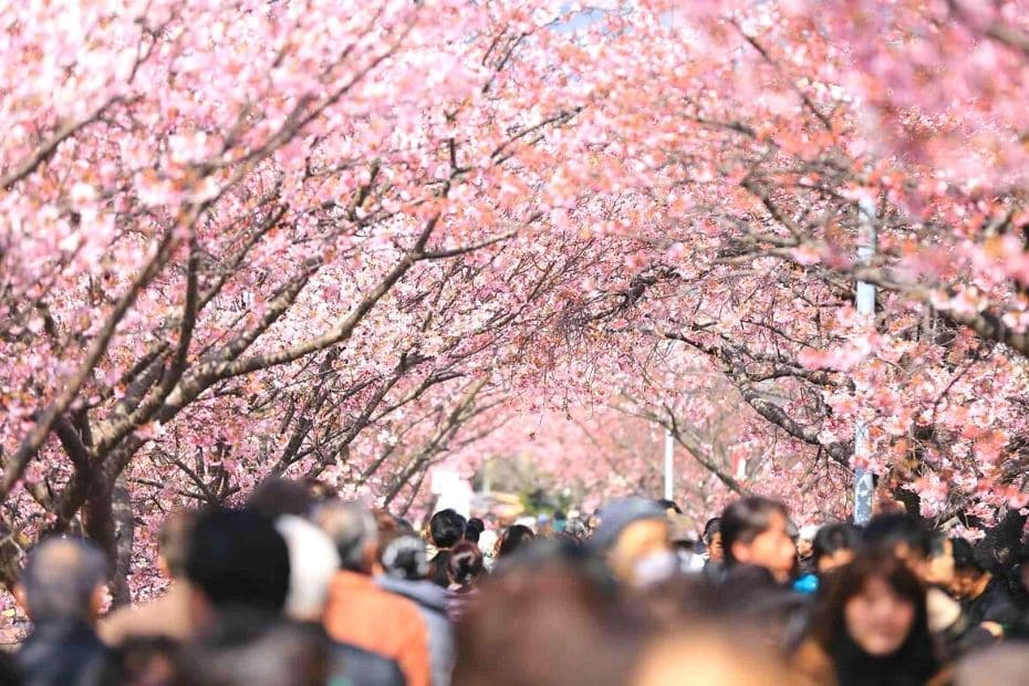 2025 Cherry Blossom Korea Guide: Forecasts, Festivals & Best Spots