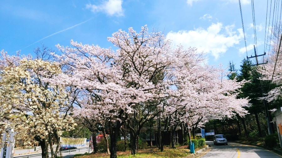 2025 Cherry Blossom Korea Guide: Forecasts, Festivals & Best Spots