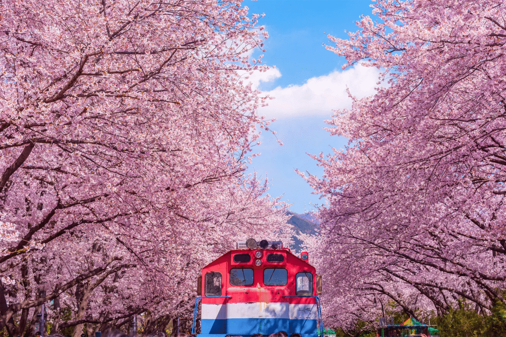 Cherry Blossom Korea: Jinhae Gunhangje Festival (Jinhae Cherry Blossom Festival)