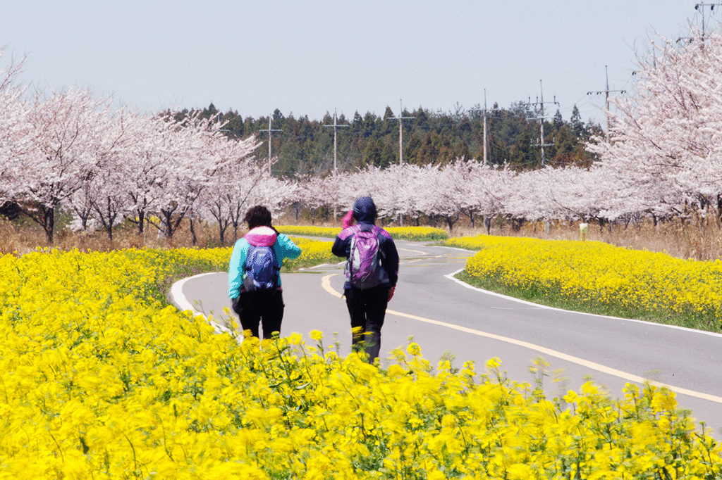 Cherry Blossom Korea: Seogwipo (Jeju Island)