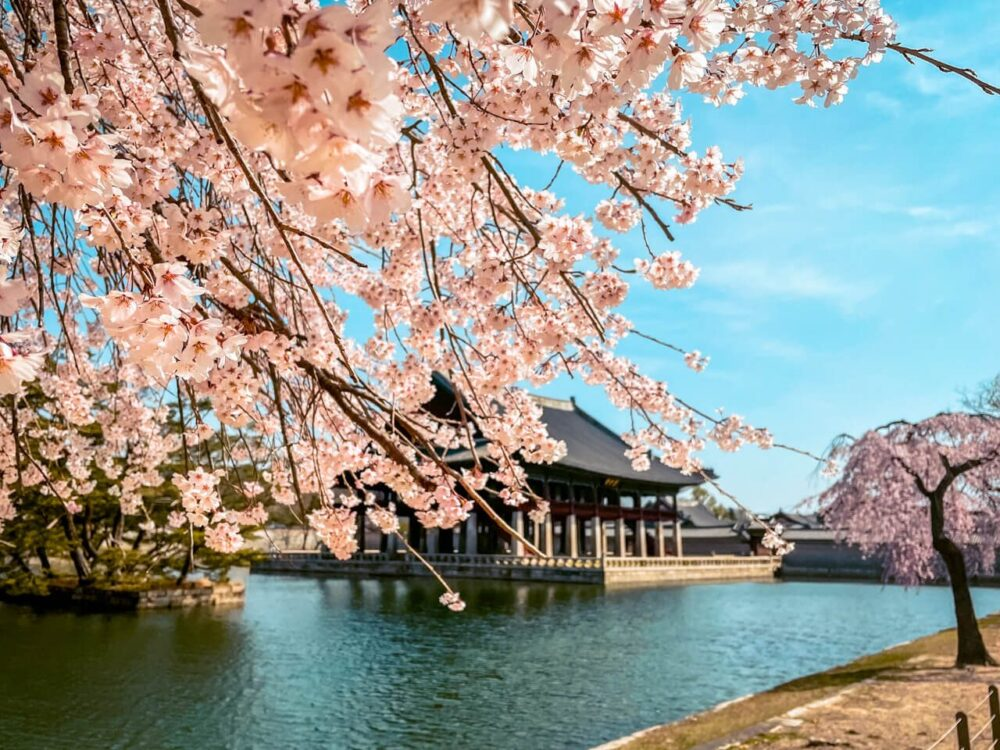 Cherry Blossom Korea: Seoul