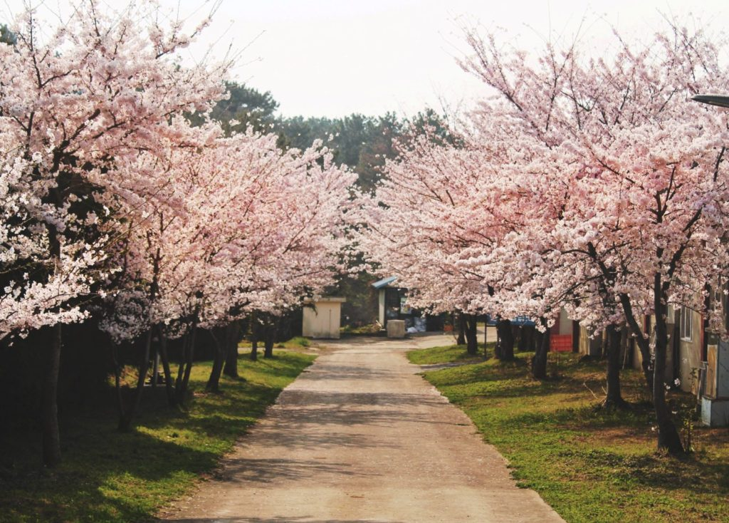 2025 Cherry Blossom Korea Guide: Forecasts, Festivals & Best Spots