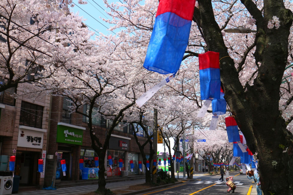 2025 Cherry Blossom Korea Guide: Forecasts, Festivals & Best Spots