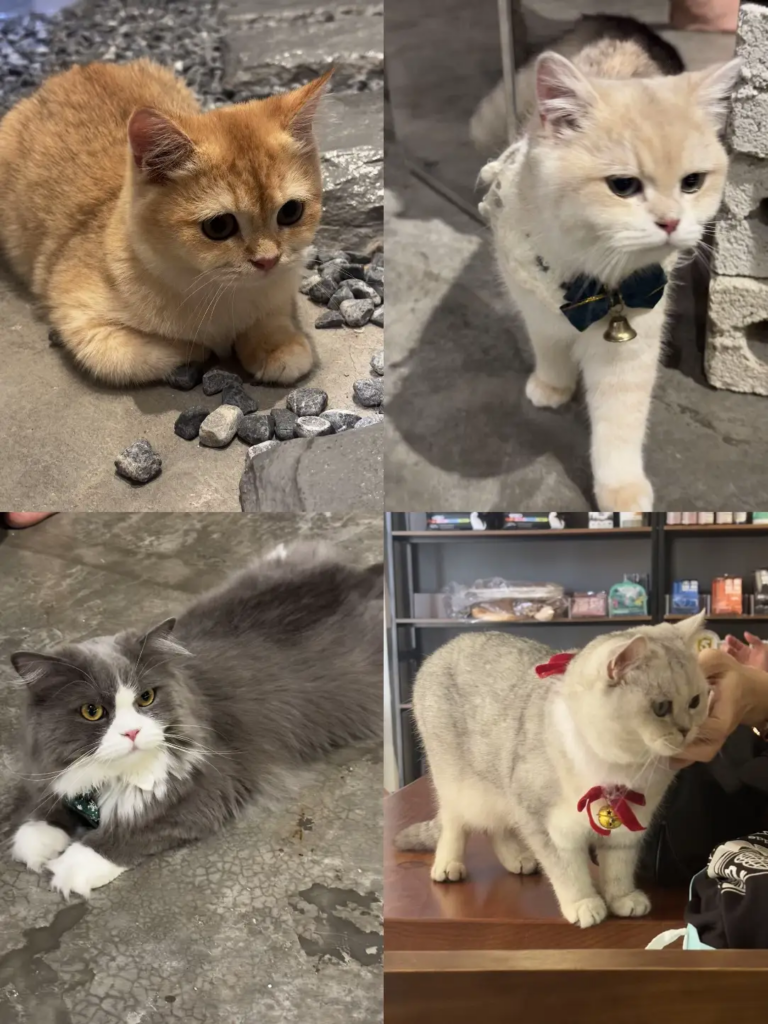 Things To Do In Mount Austin JB - Face Cat